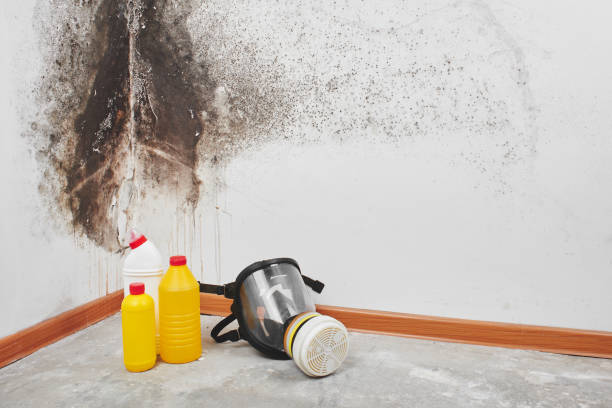 Best Office Mold Removal Services  in Columbus, MN