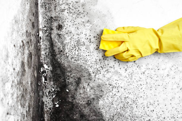 Professional Mold Removal in Columbus, MN