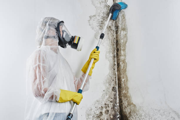Best Local Mold Removal Service  in Columbus, MN