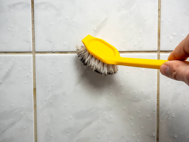 Best Best Mold Removal Companies  in Columbus, MN