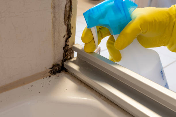 Best Local Mold Removal Service  in Columbus, MN