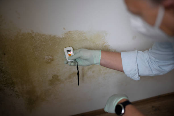 Best Commercial Mold Removal  in Columbus, MN