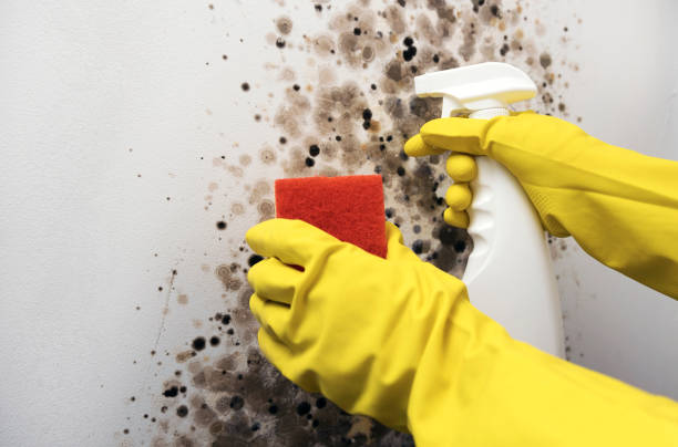 Best Mold Remediation  in Columbus, MN