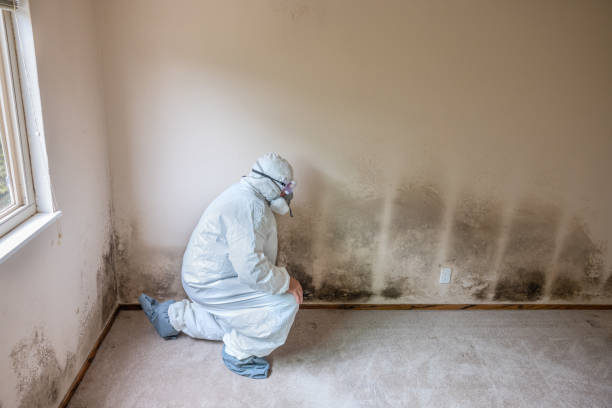 Office Mold Removal Services in Columbus, MN
