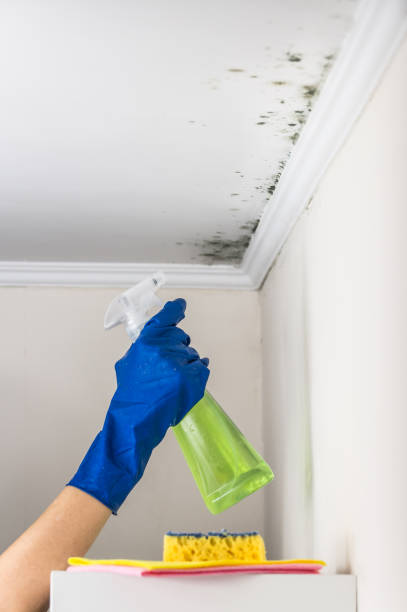 Reliable Columbus, MN Mold Removal Solutions
