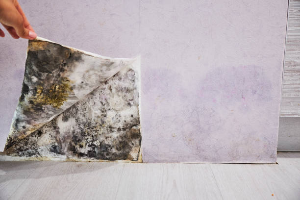 Best Home Mold Removal  in Columbus, MN